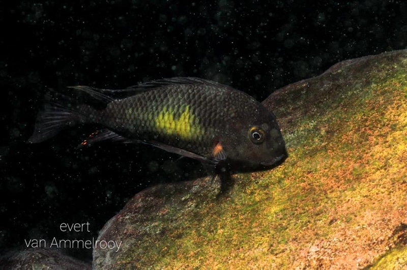 Tropheus moorii 'Kalambo Lodge'